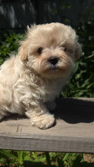 Шикарные щенки Мальтипу F1 (Maltipoo)  !