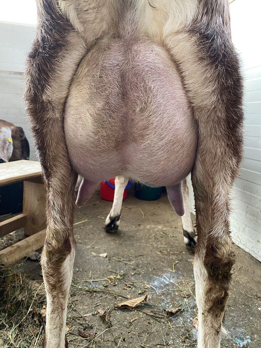 Lapte proaspat de capra