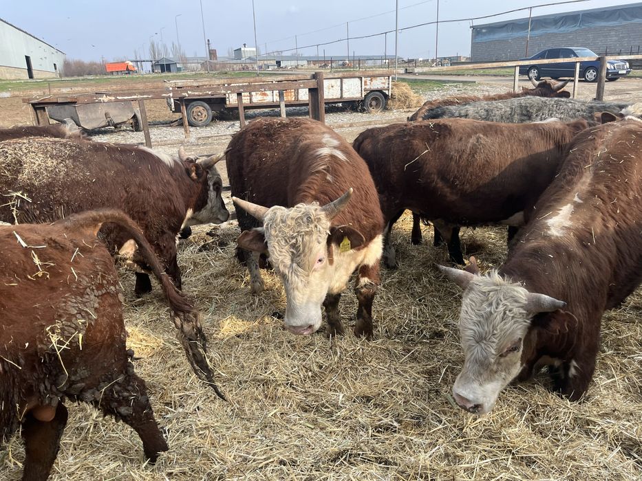 Бұқа бычки бұқалар