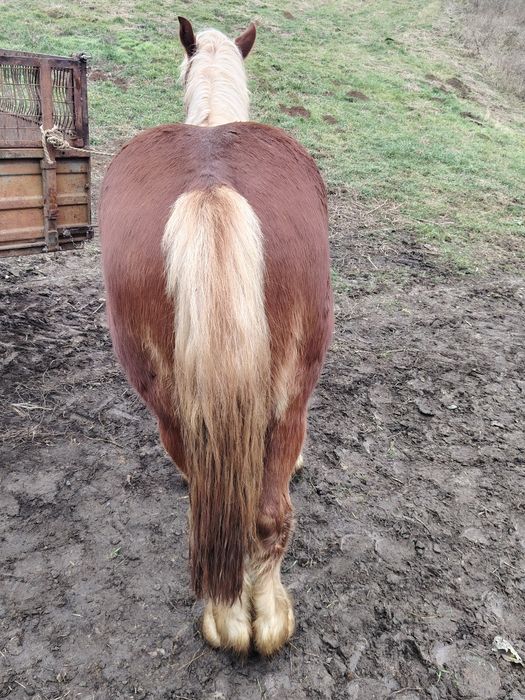 Mânz castrat de vânzare