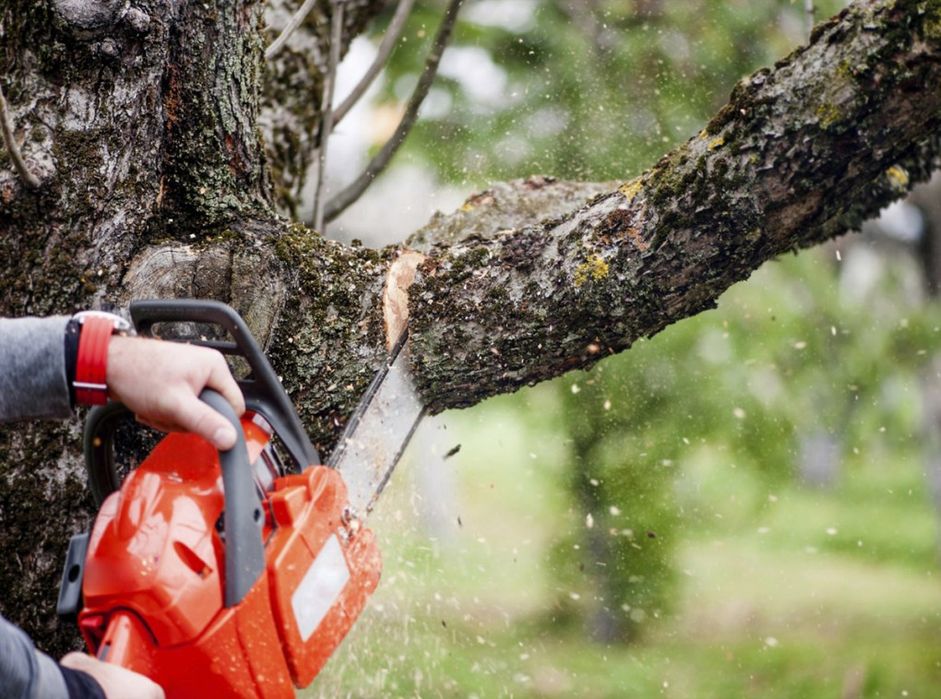 Lucrări de defrisari !!Taieri copaci ,curățam terenuri  BACAU