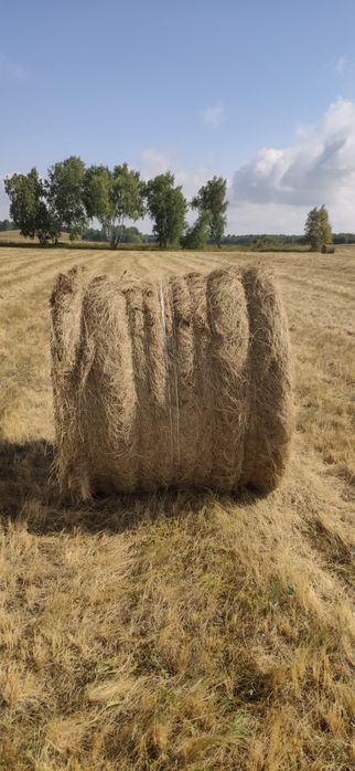 Продам сено в рулонах