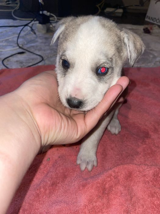 Donez caini corcitura amstaff cu husky