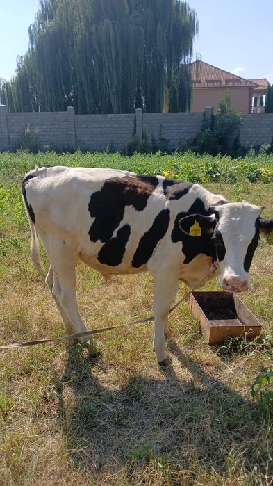 Продам двух бычков