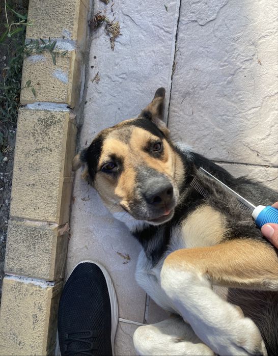 Подарявам си кученцето