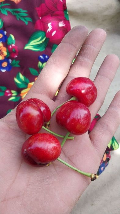 Жемис Саженцы и декоративные йолкалар бар