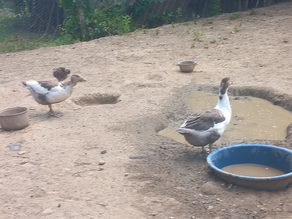 Gaste crescute natural