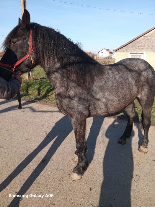 Manza de vazare  de doi ani