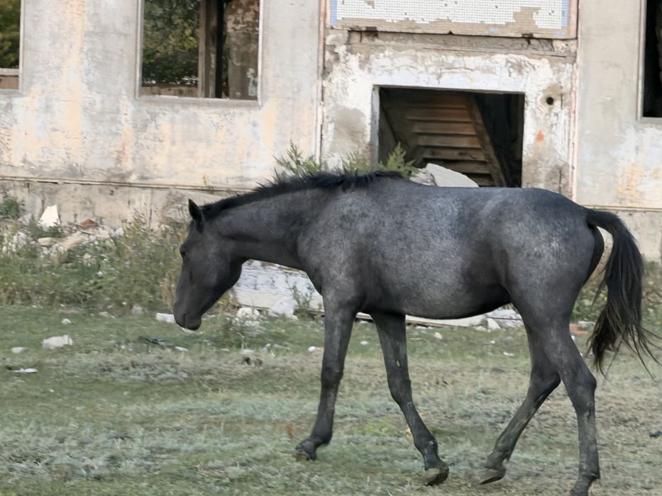 2жасар Тай сатылады
