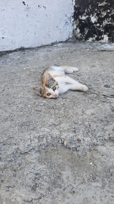 Марғаулар, котёнок,  мысық