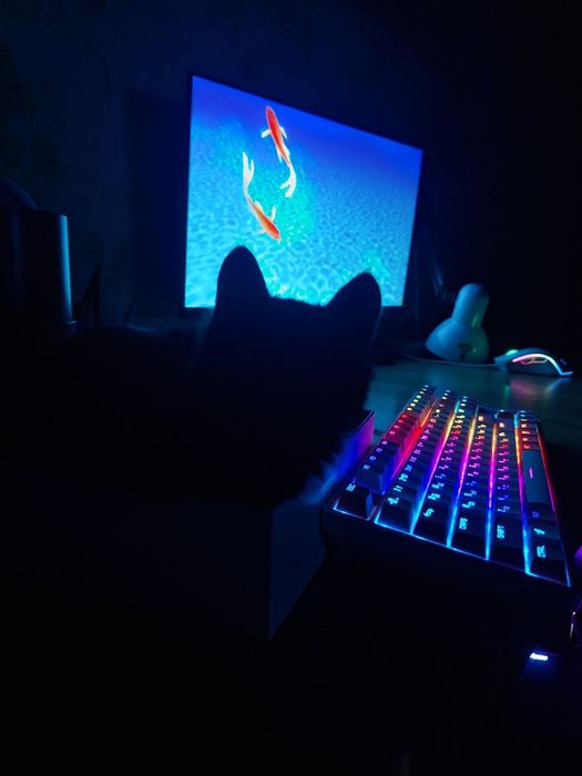 Котёнок 4 месяца девочка