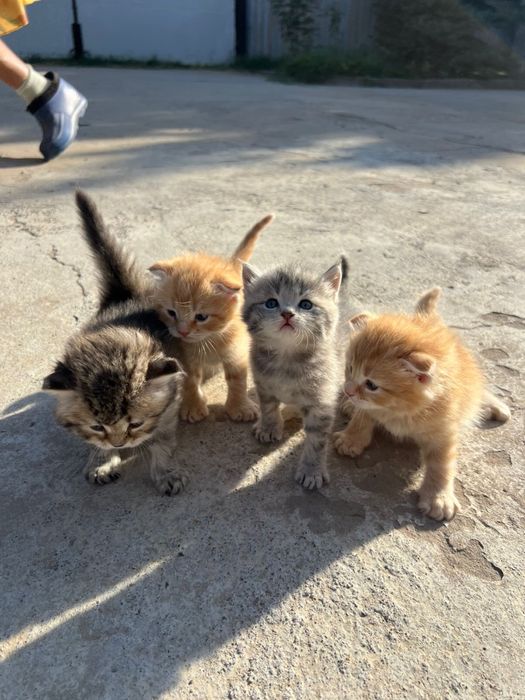 Котята продадим в хорошие руки