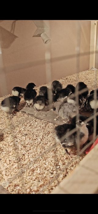 Zot: Avstralorp / Rumin (aralash emas, toza yoʻnalish)

Yoshi: 2 hafta