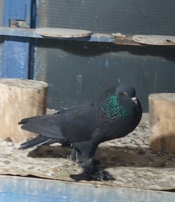 Vând Gusat de Pomerania