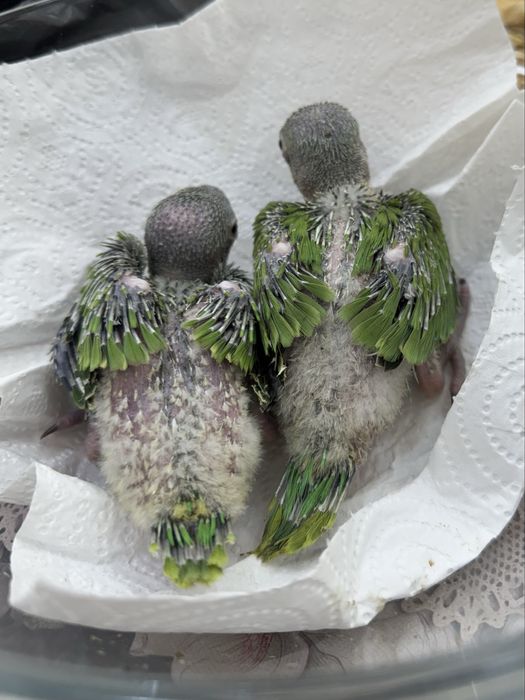 Ожереловый Ajereliya папугай продается