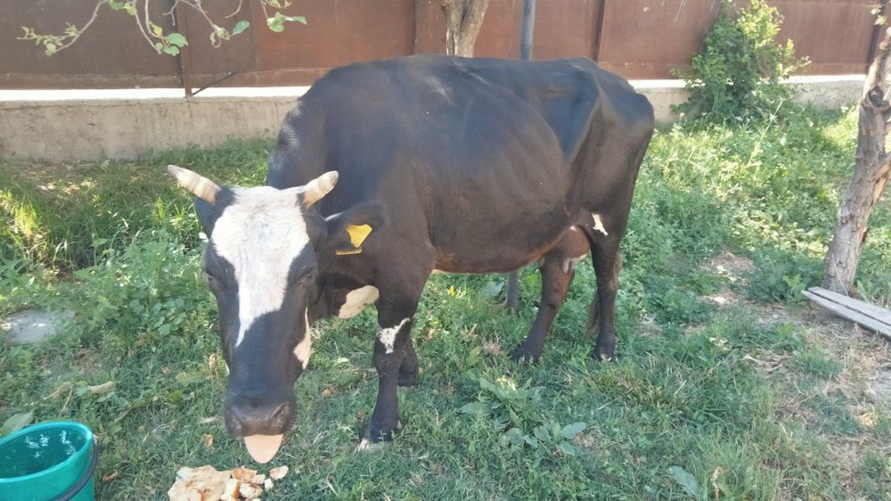 Қыз сиыр сатылады өте жақсы!