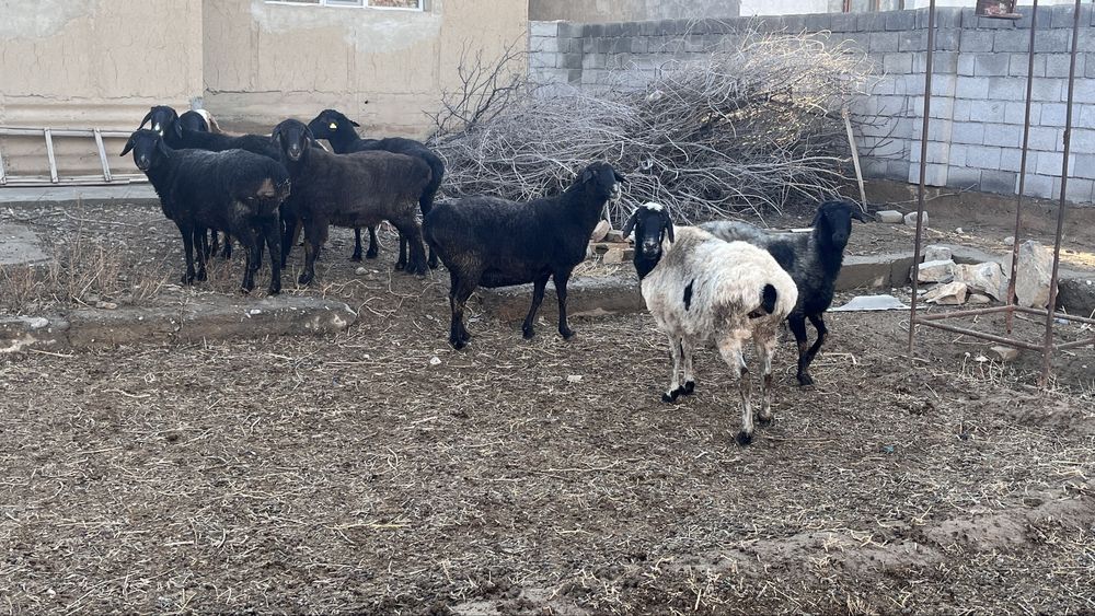 10 бас саулық қой