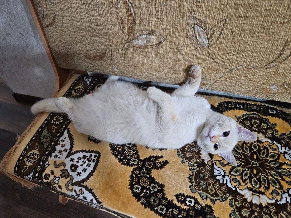 Потерялся кот на КШТ