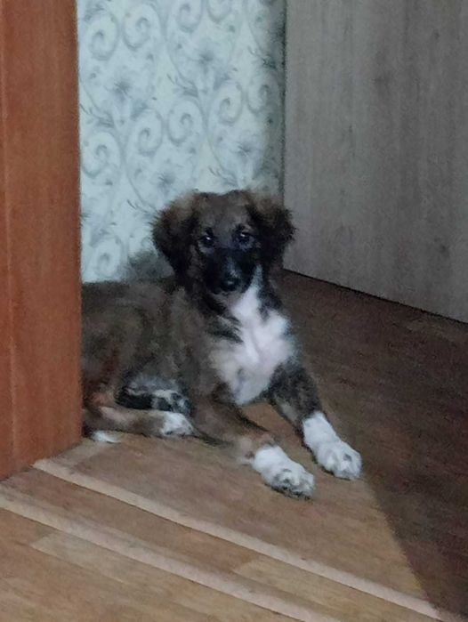 Отдам щенка в хорошие руки