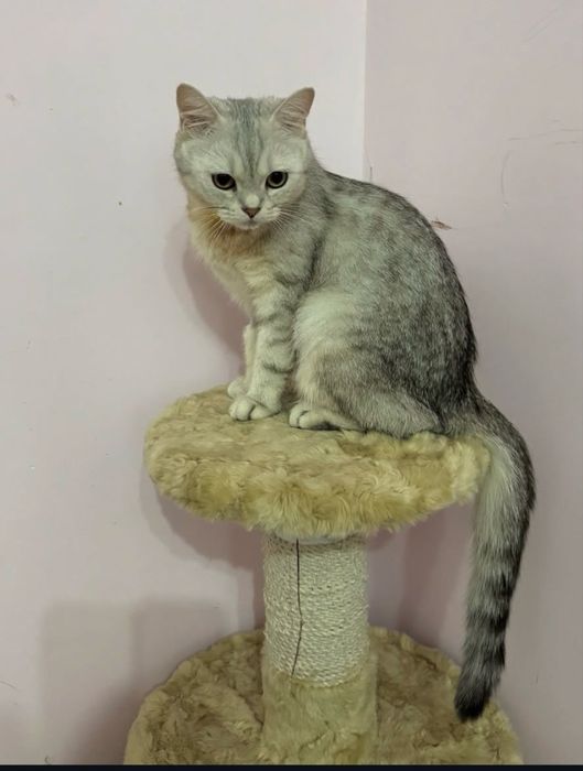 srebristiy shinshila soriladi