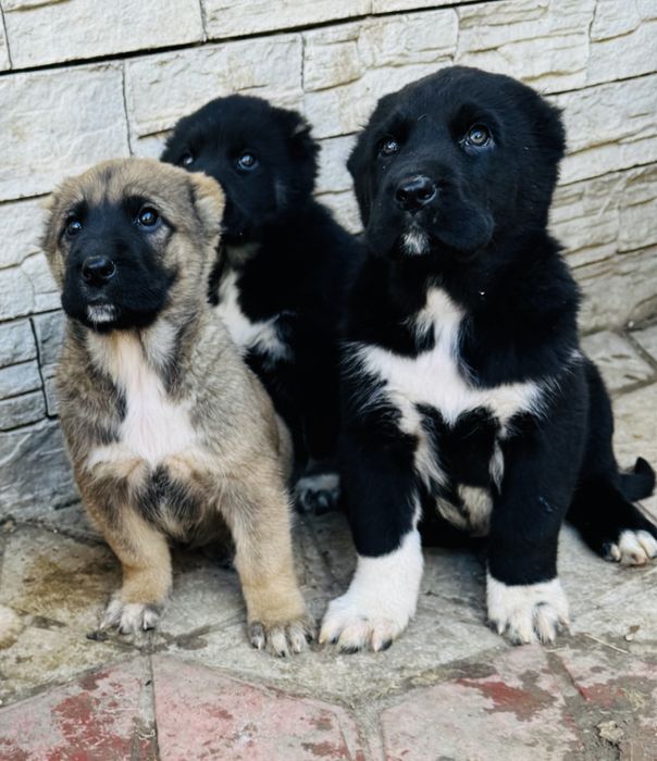 Щенки Алабая кушыктер Алабай