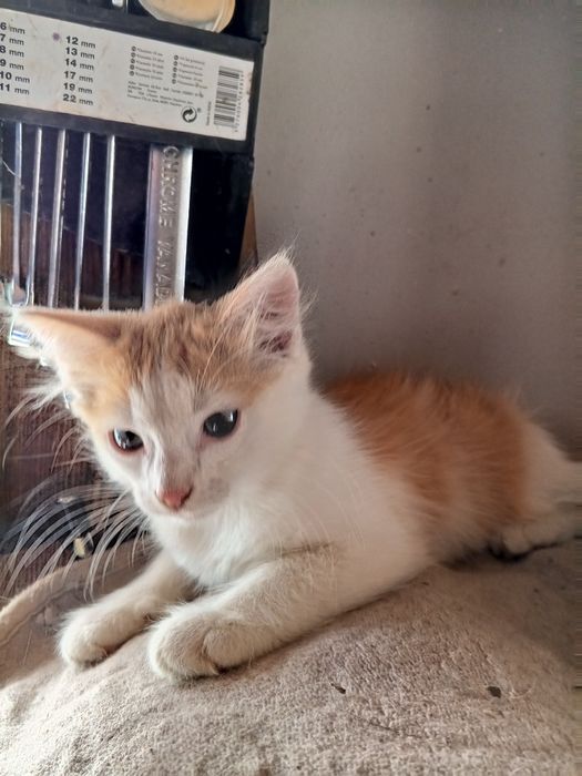 Мини котики, мальчики котята