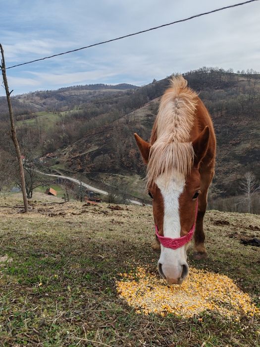 Vând mânz armăsar