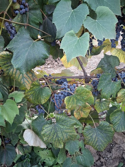 Vând struguri de casă la 2,5 lei( se culeg de cumpărător)