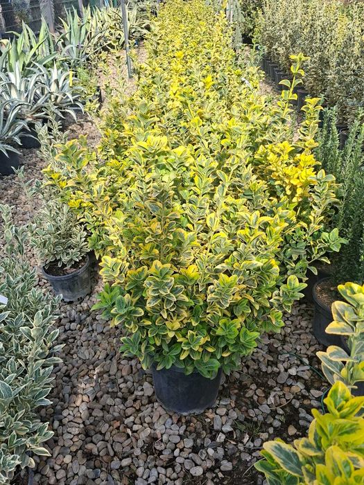 Euonymus / Salbă Aurie Tufă (Euonymus Japonicus Aureus)
