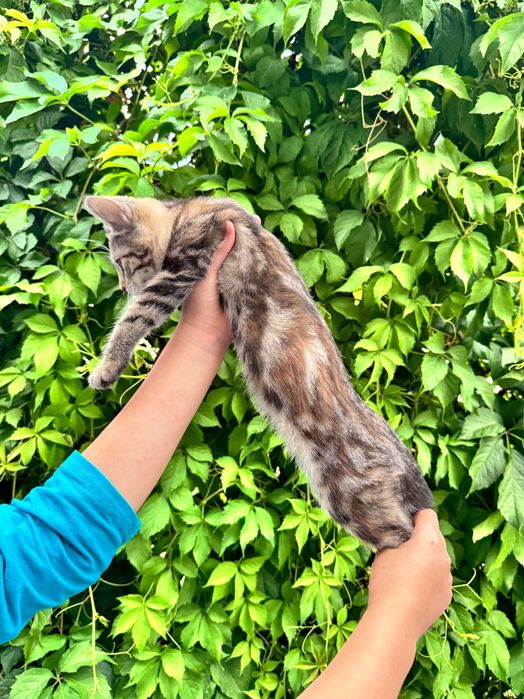 Отдаются за символическую сумму котята мраморный бенгал