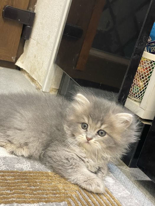 ПОРОДИСТЫЕ КОТЯТА 1 МЕС. скоттиш-фолд скоттиш-страйт, хайленд-страйт