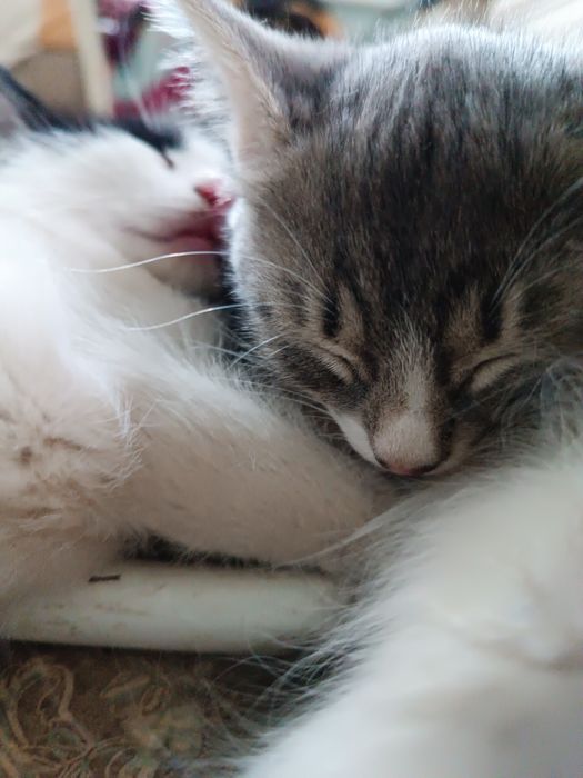 Умный котенок девочка