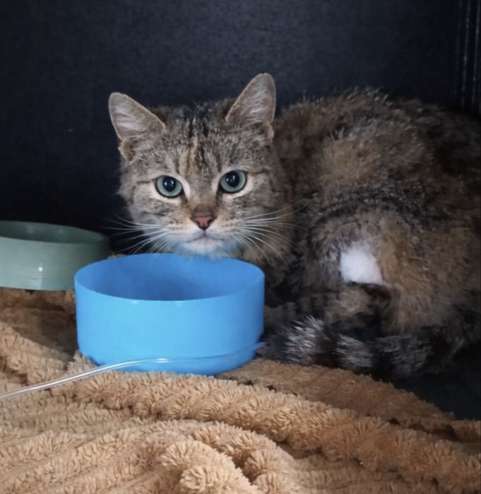 Кошечка без лапки ищет дом