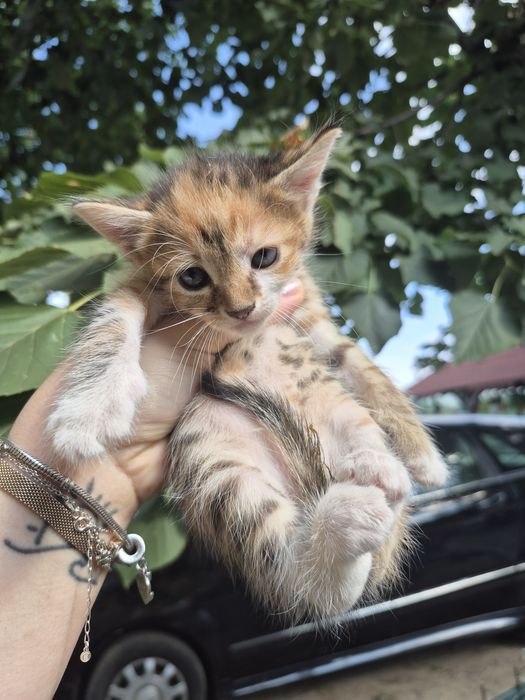 Adopție pui pisică
