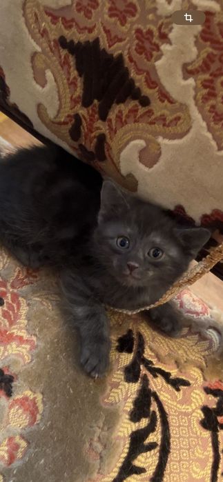 Котята полубританцы