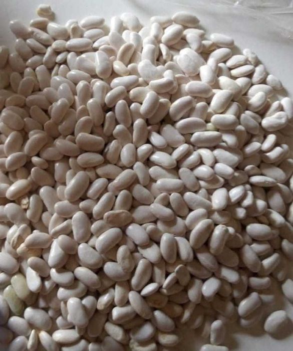 Продавам бял боб, сорт Еликсир, за семе