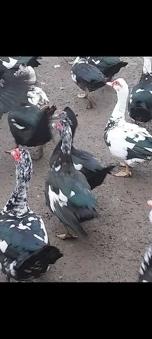 RATE LESESTI - Exemplare deosebite,  Diferite marimi - Jud ARGES