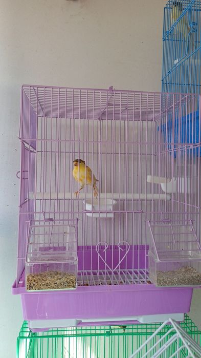 Срочно продаётся Канарейки