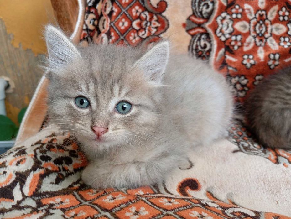 Отдам котят в добрые руки!