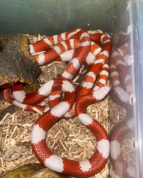 Молочная змея Нельсона