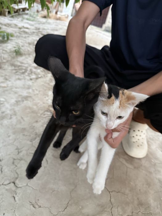 Кошкий бесплатно
