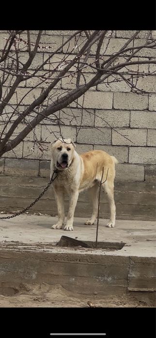 Продаю собак алабай