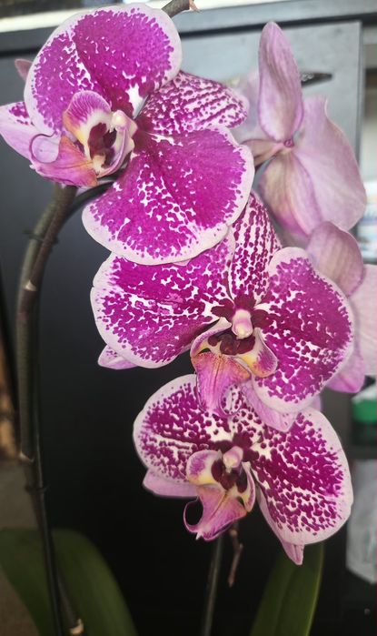 Орхидея фаленопсис