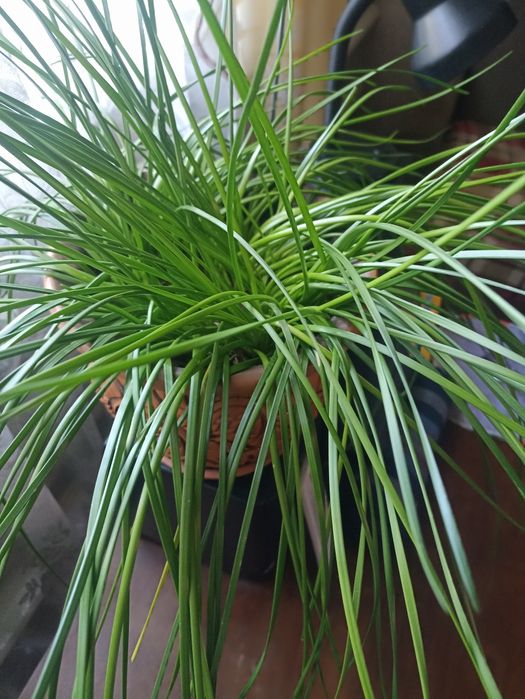 Продам рассаду цветов