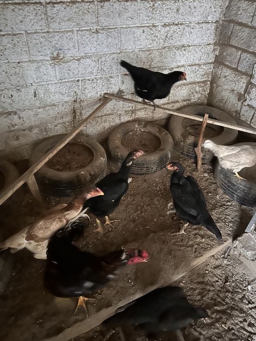 Samarqand damashniy tovuq