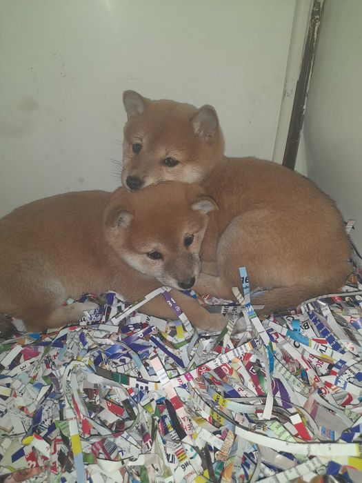 шиба ину- мъжки и женски  кученца