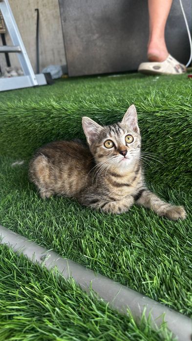 Вислоухие котята - бесплатно
