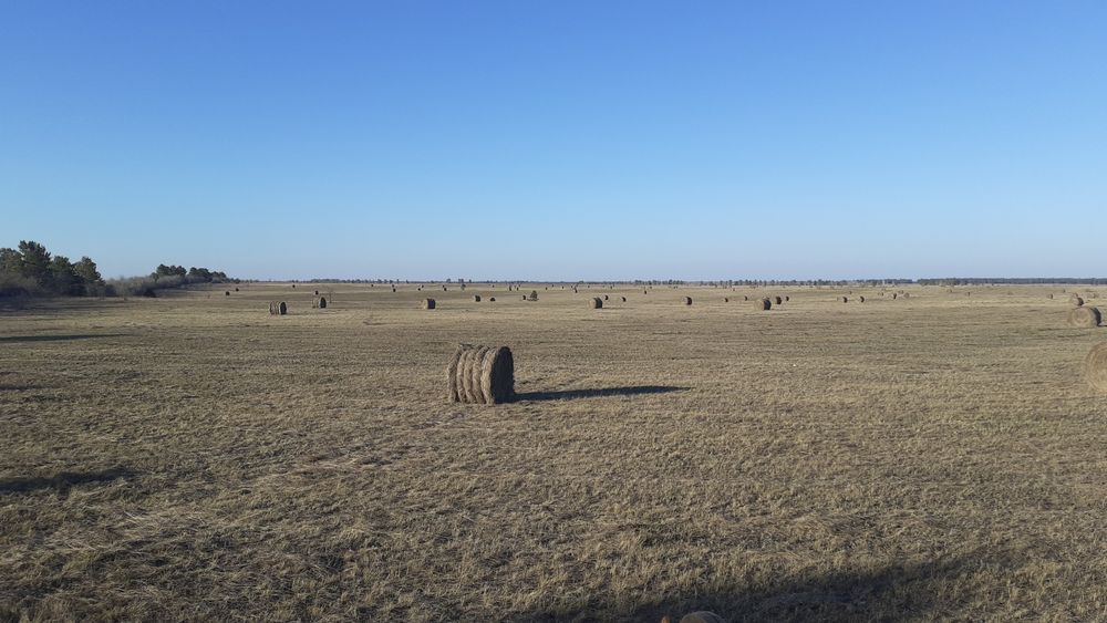 Сено в руллонах!