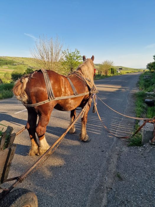 Armăsar de vânzare