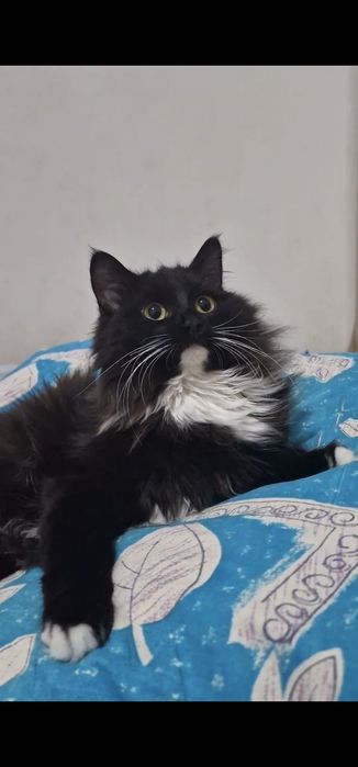 ПОМОГИТЕ найти Кота!!